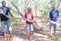 Un python de 4 mètres et 26 kilos découvert à Voh (LNC 15 Juin 2018)