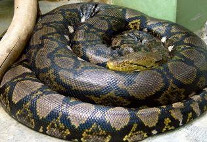 Découverte d’un python : place à la recherche et à la prospection (DNC 21 Juin 2018)