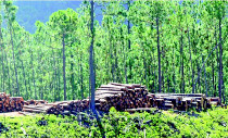 Le pin des Caraïbes prêt à construire la filière bois (LNC 11 Avril 2019)