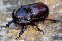 Une espèce nuisible de scarabée découverte à Tontouta (LNC 18 Septembre 2019)