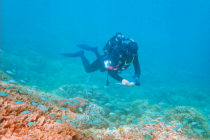 Quel est l'état de santé de nos récifs coralliens ? (LNC 16 Novembre 2019)