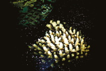 Le corail de l'Aquarium des lagons a pondu Lundi soir (LNC 20 Novembre 2019)
