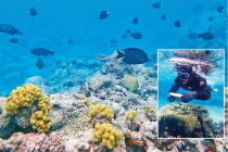 Les coraux du lagon d'Ilaai sous bonne surveillance (LNC 22 Novembre 2019)