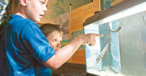 L'aquarium va mettre à l'honneur les poissons du lagon (LNC 17 Février 2020)