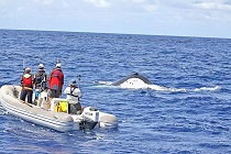 Des baleines à bosse observées à grande profondeur (LNC 02 Avril 2020)