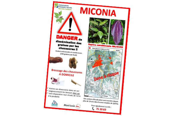 Le Miconia : beauté fatale envahissante (NC 1ère - Article publié en ligne le 15/06/2020)