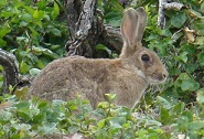 Les lapins, un danger sous-estimé en Nouvelle-Calédonie