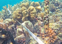 Le suivi des récifs coralliens de Nouvelle-Calédonie (Coco TV 1085 du 10 au 16 décembre 2016)