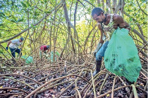 Ecosyndrome au chevet de la mangrove (LNC 21 mars 2017)