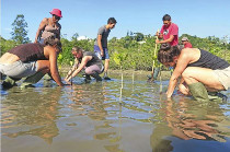 La mangrove reprend racine à Robinson (LNC 02 Juin 2017)