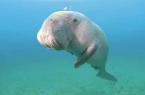 WWF rappelle que si le braconnage continue « les dugongs disparaîtront » (LNC 14 Juin 2017)