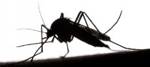 Biosécurité et Santé publique: Deux nouveaux moustiques exotiques dans le viseur (LNC 18 Aout 2017)