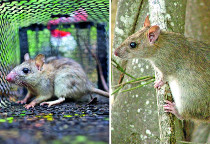 Rat noir et rat du Pacifique : rongeurs de biodiversité (LNC 06 septembre 2016)