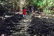 Un sentier éducatif dans la mangrove de Touho  (LNC 19 Décembre 2019)
